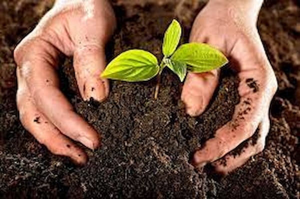 تصویر 4 از قیمت کود غیر شیمیایی کشاورزی + خرید باور نکردنی